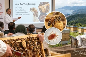 Ana Arı Yetiştiriciliği Eğitiminde İkinci Etap Tamamlandı ize ve Trabzon arıcılarına yönelik ana arı yetiştiriciliği eğitiminde Tropilaelaps akarı ve arı hastalıkları hakkında uzman eğitimi