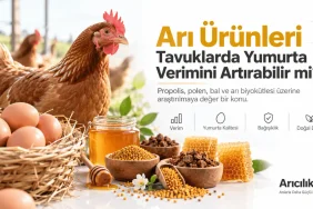 Apilarnil Kemik Kırığı İyileşmesini Destekleyebilir mi? Yeni Araştırmadan Dikkat Çeken Sonuçlar