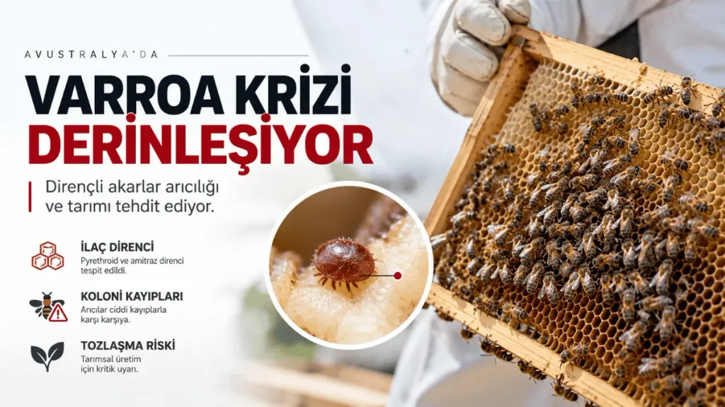 Avustralya'da Varroa akarının ilaç direnci nedeniyle arıcılık sektörünü tehdit etmesi