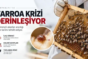 Varroa Neden Bu Kadar Başarılı? Yeni Araştırma Akarın Evrimsel Sırrını Ortaya Koyuyor