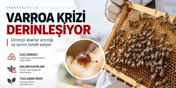 Avustralya’da Varroa Krizi Derinleşiyor: Dirençli Akarlar Arıcılığı ve Tarımı Tehdit Ediyor
