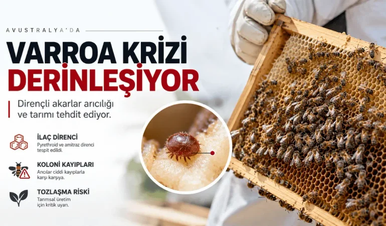 Avustralya’da Varroa Krizi Derinleşiyor: Dirençli Akarlar Arıcılığı ve Tarımı Tehdit Ediyor