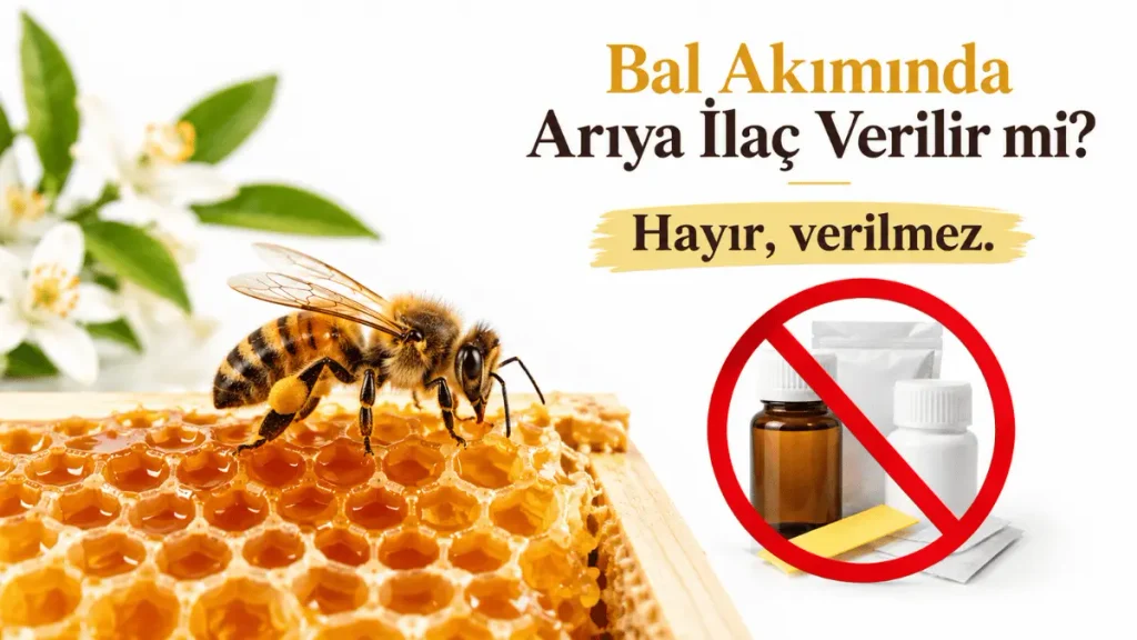 Bal akımı sırasında arıya ilaç verilmemesi ve güçlü koloninin doğal çalışma düzeninin korunmasını anlatan arı, bal peteği ve ilaç görseli.