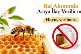 Bal akımı sırasında arıya ilaç verilmemesi ve güçlü koloninin doğal çalışma düzeninin korunmasını anlatan arı, bal peteği ve ilaç görseli.