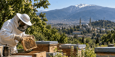 Bursa arıcılık ve bal üretimi