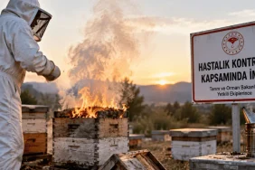 Arı hastalığı nedeniyle kovanların imha edilmesi