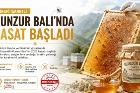 Coğrafi İşaretli Munzur Balı'nda Hasat Başladı: Tunceli Yaylalarında Zorlu Üretim Sezonu Munzur Balı hasadı Tunceli