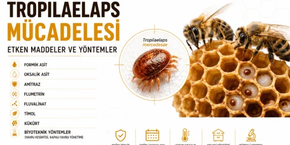 Tropilaelaps Mücadelesinde Kullanılabilecek Etken Maddeler