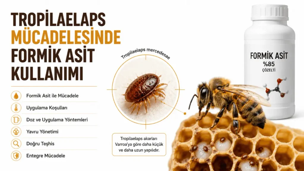 Tropilaelaps mücadelesinde formik asit kullanımı