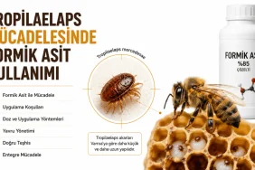 Varroa Neden Bu Kadar Başarılı? Yeni Araştırma Akarın Evrimsel Sırrını Ortaya Koyuyor