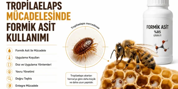 Tropilaelaps Mücadelesinde Formik Asit Kullanımı