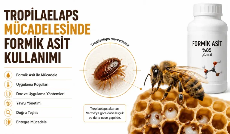 Tropilaelaps Mücadelesinde Formik Asit Kullanımı
