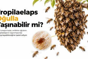 Tropilaelaps ve oğul hareketi