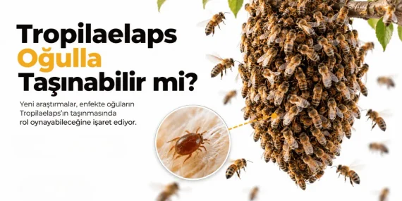 Tropilaelaps Oğulla Taşınabilir mi?