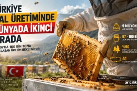Türkiye Bal Üretiminde Dünyada İkinci Sırada: 2026'da 100 Bin Ton Hedefi Türkiye'de arı kovanı ve bal üretimi, bal peteği üzerinde çalışan arıcı