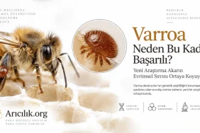 Avustralya’da Dirençli Varroa Alarmı: İlaçlar Neden Etkisini Kaybediyor?