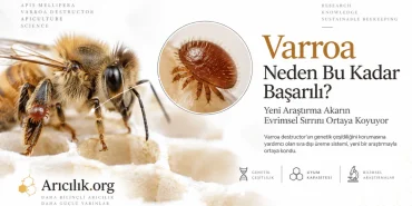Varroa destructor akarının bal arısı üzerindeki görünümü ve evrimsel başarısını konu alan bilimsel araştırma