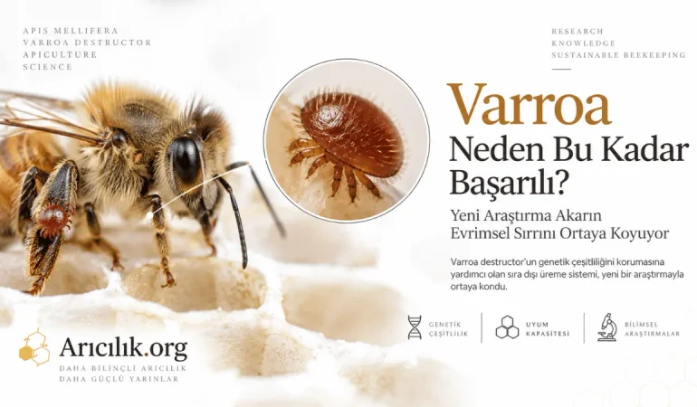 Varroa Neden Bu Kadar Başarılı? Yeni Araştırma Akarın Evrimsel Sırrını Ortaya Koyuyor