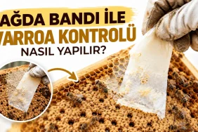 Kışa Girecek Arıda Varroa Kaç Olmalı?