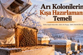 Arılar Sonbaharda Yavruyu Neden Azaltır?