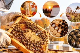 Kışa Girecek Arıda Varroa Kaç Olmalı?