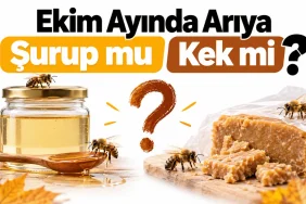 Arılar Sonbaharda Yavruyu Neden Azaltır?