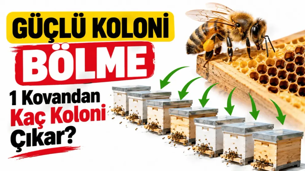 Güçlü koloni bölme uygulamasında arıcı, arı ve yavru bulunan peteği açık kovandan çıkarıyor