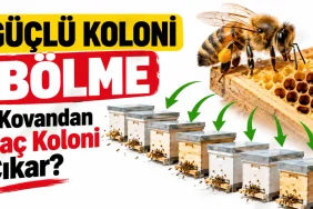 Ekim Ayında Arıya Şurup mu Kek mi Verilir?
