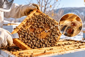 Ağda Bandı ile Varroa Kontrolü Nasıl Yapılır?