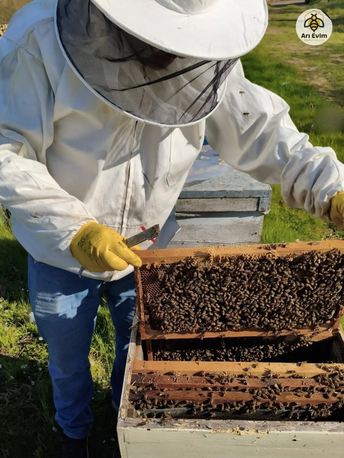 2027 sezonu genç ana arılı 8 çıta paket arı