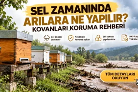 Mersin Arıcılık Araştırması: Bal, Polen, Propolis ve Arı Sütü