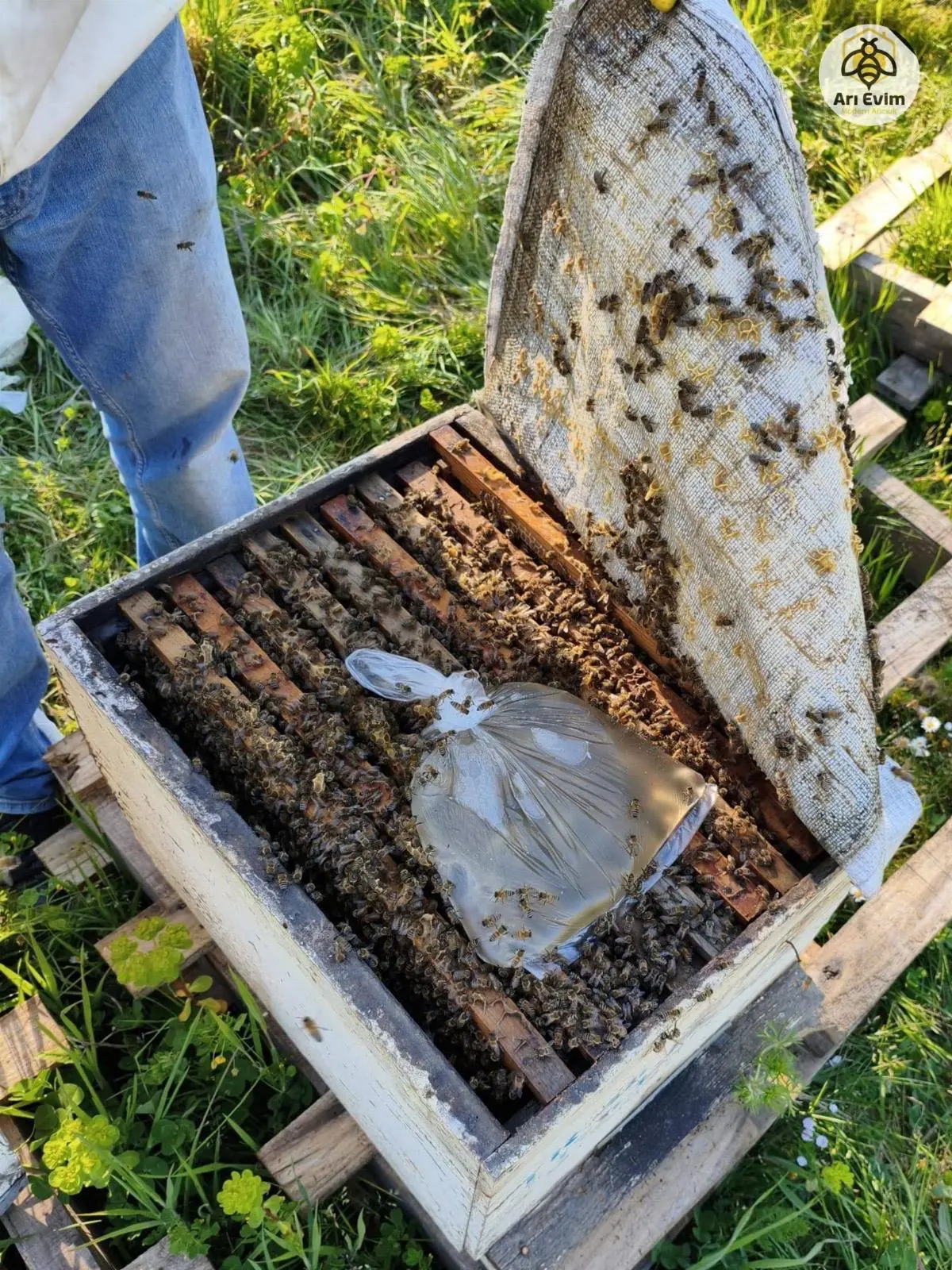 2027 sezonu 10 çıta kat atmaya hazır tam paket arı kolonisi